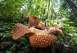 La plus grande fleur sur Terre vient d’une plante appelée Rafflesia arnoldii