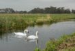 Tous les cygnes d’Angleterre appartiennent à la reine