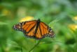 Le papillon monarque migre en automne