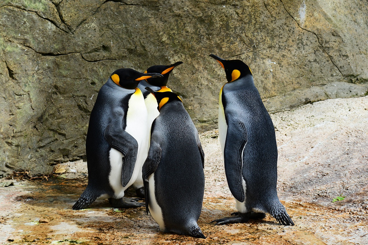 Le Saviez Vous Des Pingouins G Ants Vivaient En Nouvelle Z Lande Il Y