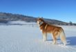 Les chiens sont interdits en Antarctique