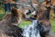 La morsure d’un grizzli est assez forte pour écraser une boule de bowling