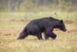 Les ours noirs américains ne sont pas seulement noirs